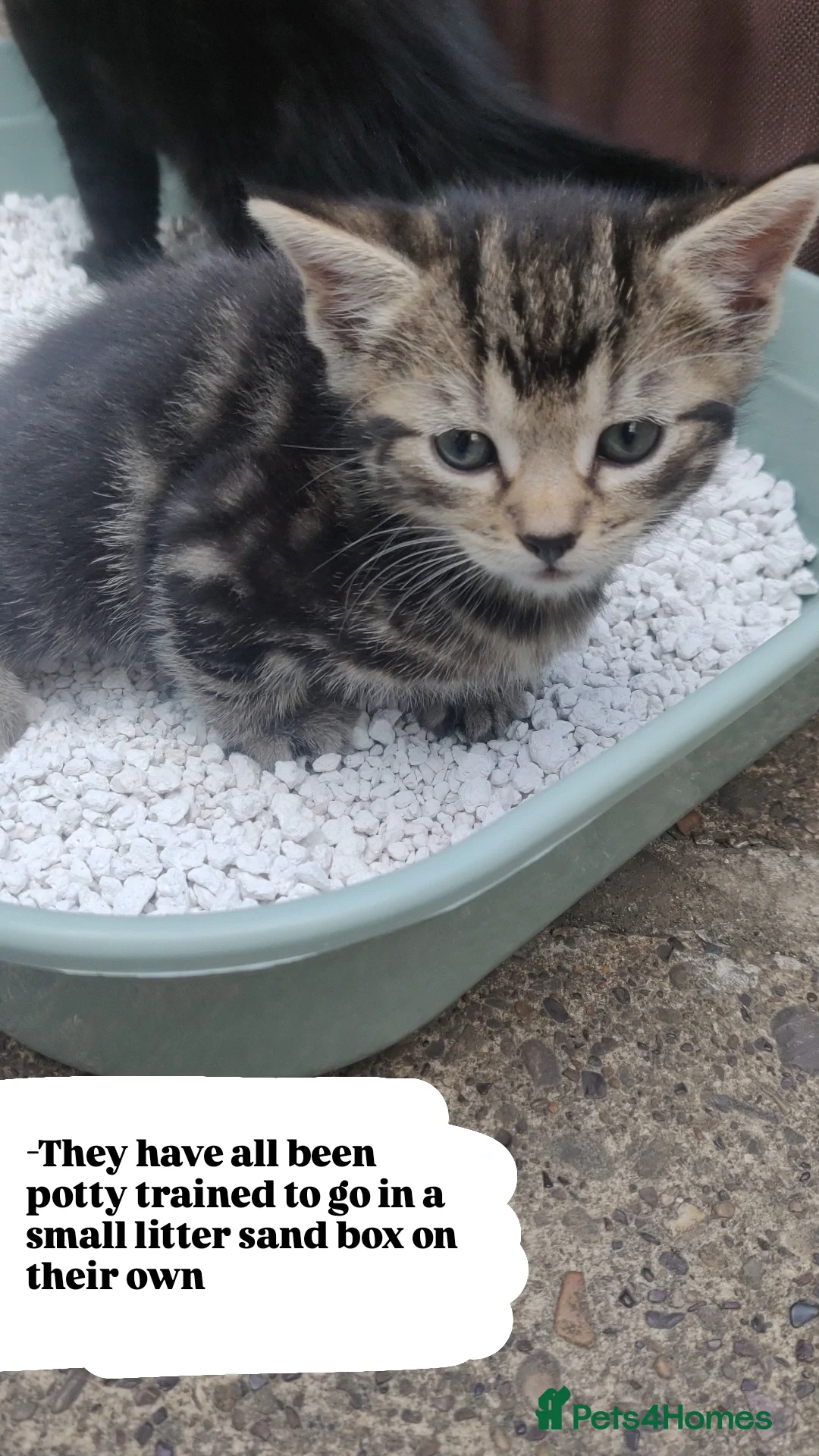 Bombay cats for sale: 4 adorable kittens for sale mixed breed litter ⁠♡ - Image 8
