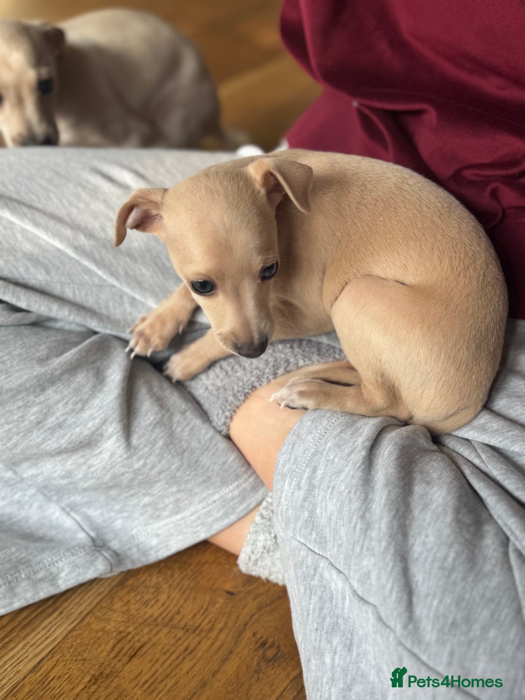 Italian Greyhound dogs for sale: Stunning Tiny Cream Boy  - Image 5