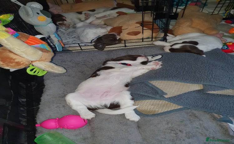 English Springer Spaniel dogs - Advert 2