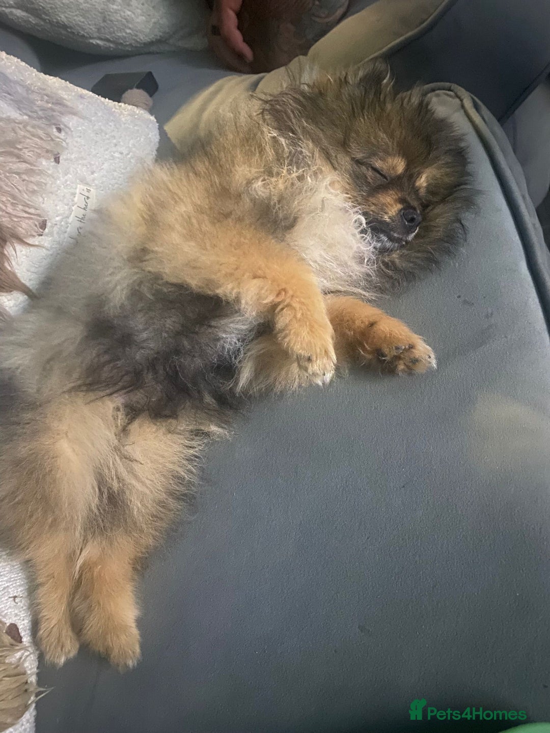 Pomeranian dogs for sale: Beautiful Pomeranian boy needs rehoming - Image 1