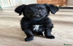 Mixed Breed dogs for sale: 5 Stunning Border Retrievers  - Image 23