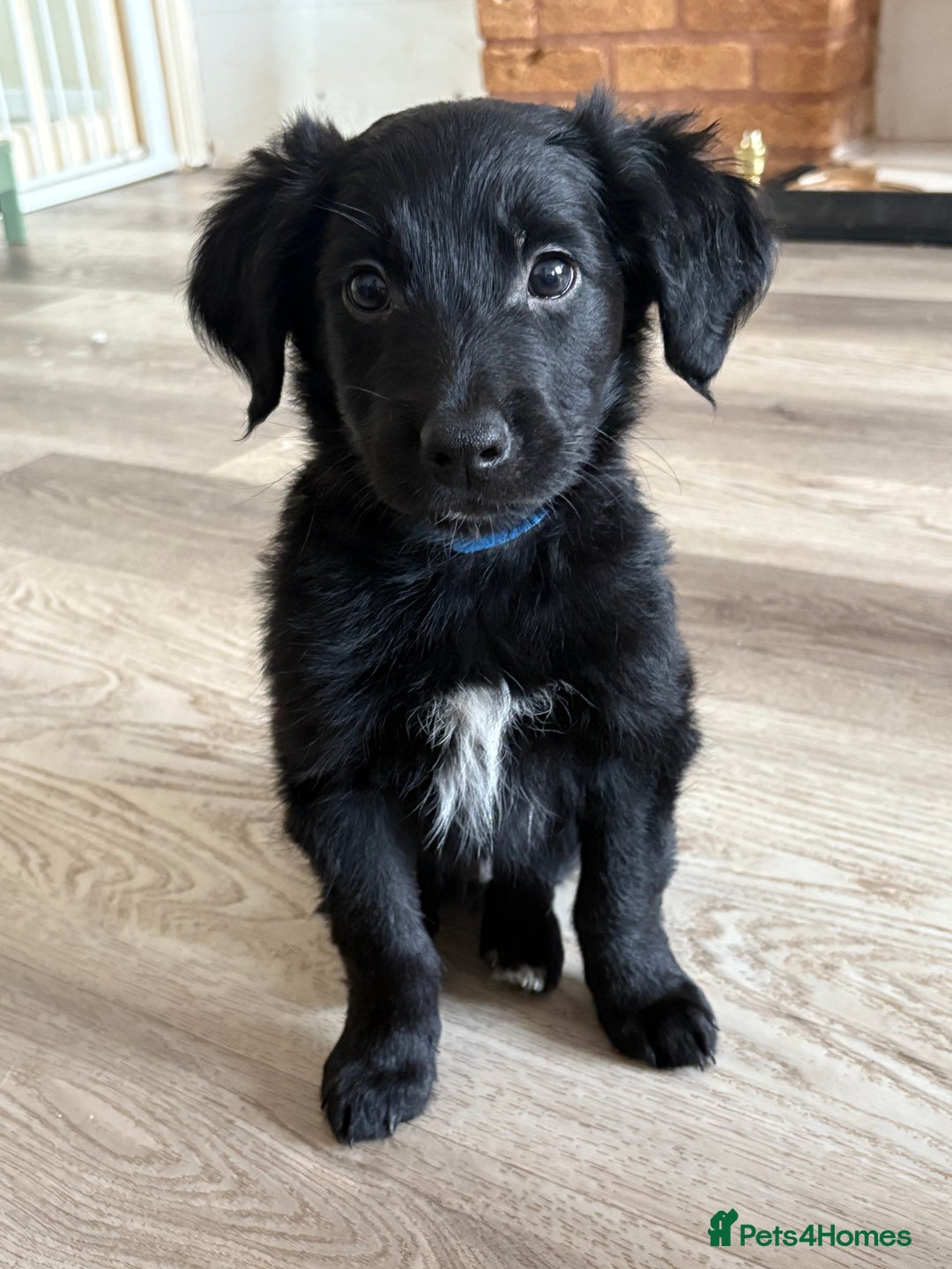 Mixed Breed dogs for sale: 5 Stunning Border Retrievers  - Image 23
