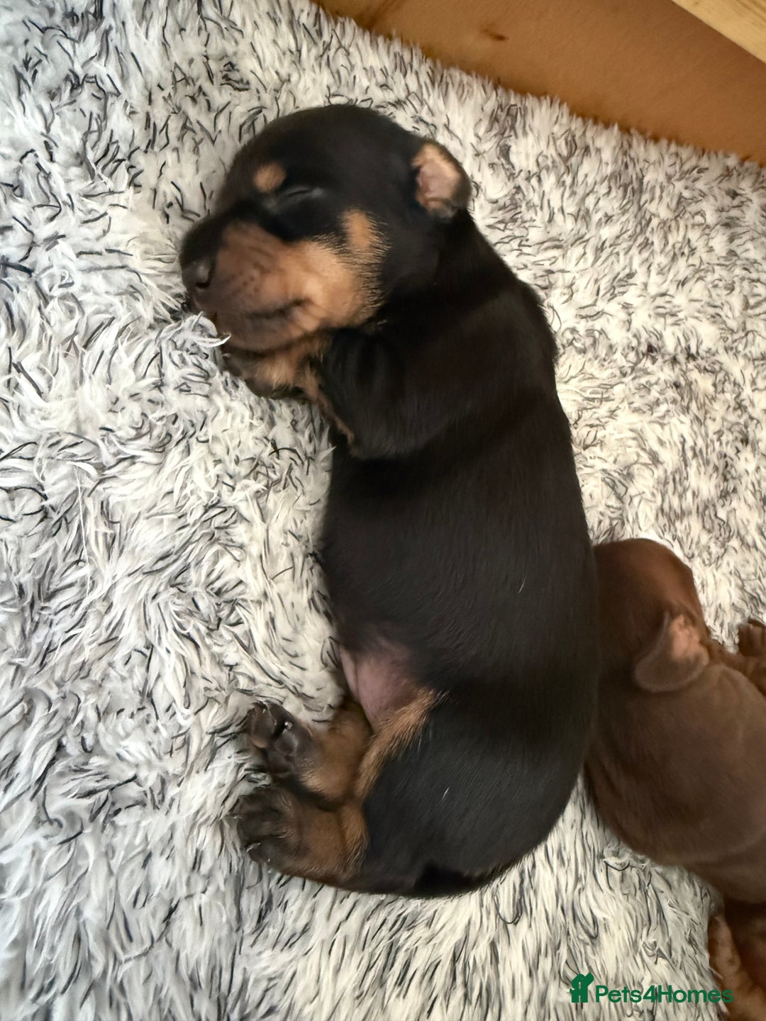 Dachshund dogs for sale: Miniature dachshund puppies  - Image 17