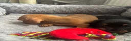 Dachshund dogs for sale: Miniature dashound - Advert 16