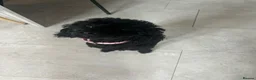 Yorkiepoo dogs for sale: Yorkiepoo  - Advert 2