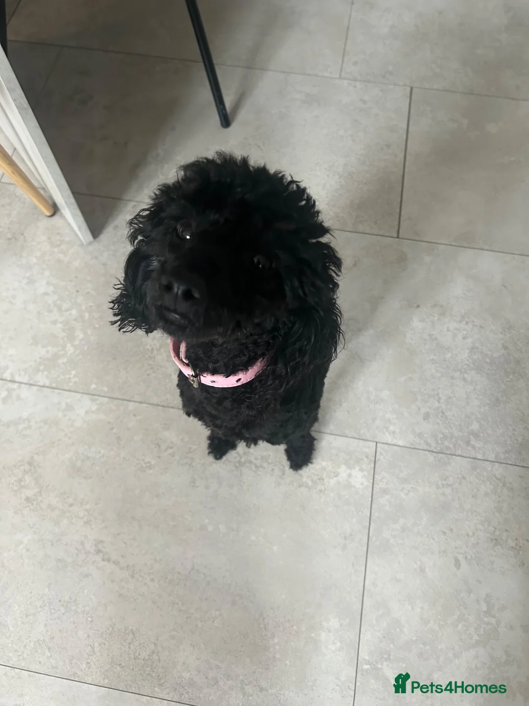 Yorkiepoo dogs for sale: Yorkiepoo  - Advert 2
