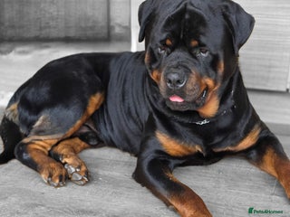 Rottweiler dogs Rottweiler puppies - Advert 6