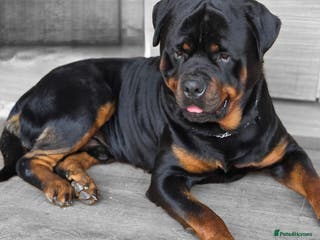 Rottweiler dogs Rottweiler puppies - Advert 12