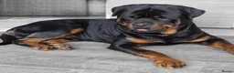 Rottweiler dogs for sale: Rottweiler puppies  - Advert 1