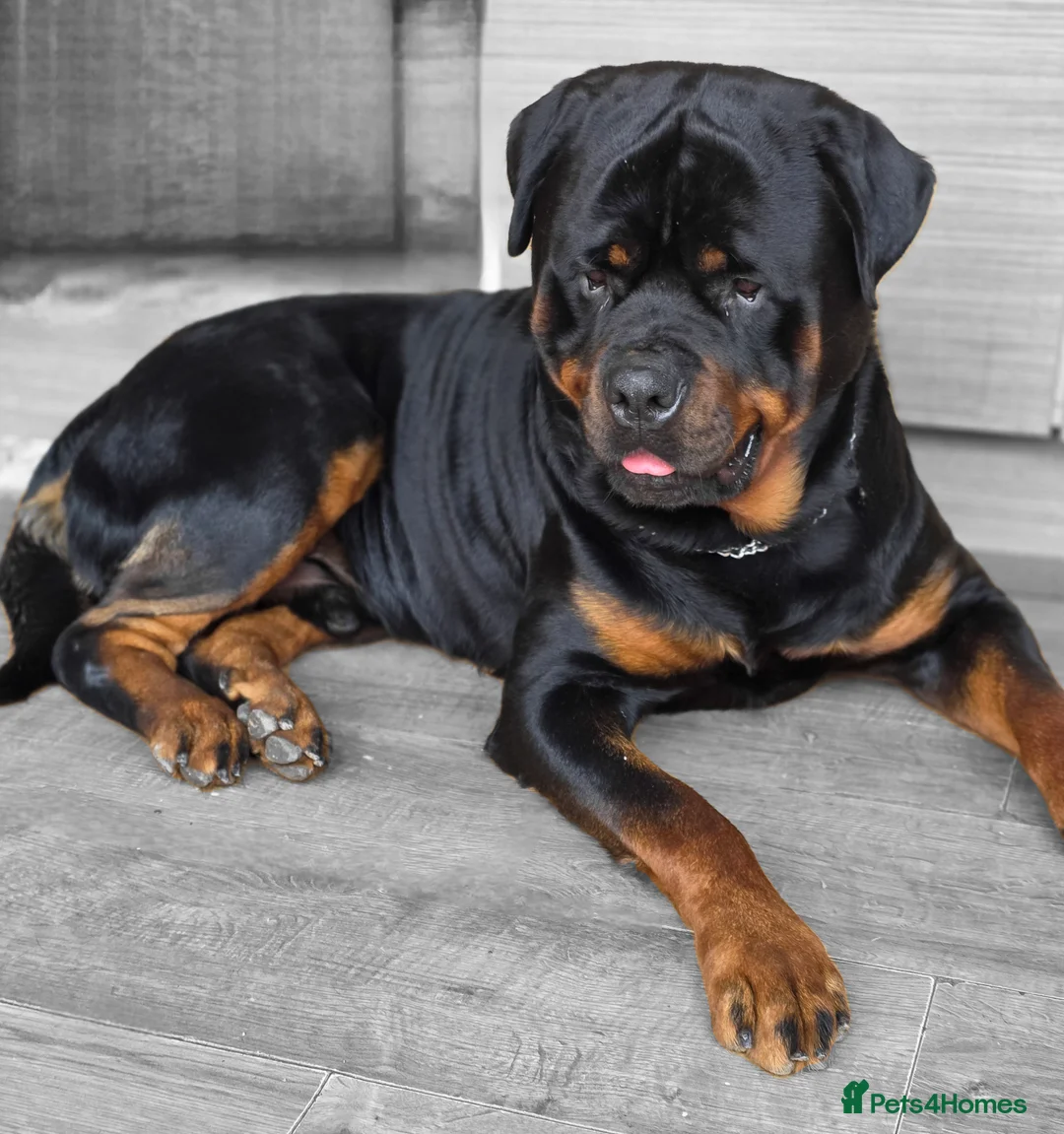 Rottweiler dogs for sale: Rottweiler puppies  - Advert 1