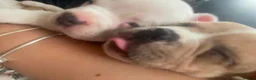 Mixed Breed dogs for sale: French bulldog x American bulldog  - Advert 5