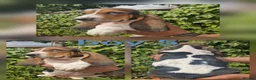 Basset Hound dogs for sale: KC REG Bassett Babies - Advert 8