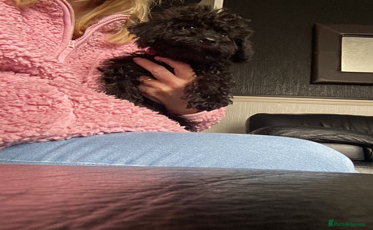 Doxiepoo dogs - Advert 12