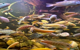 Cichlids fish for sale: Lake Malawi Mbuna African cichlids  - Advert 3