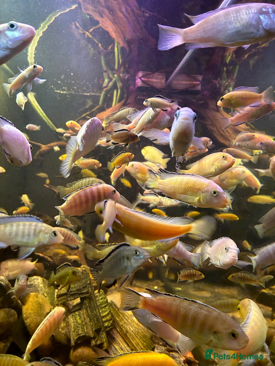 Cichlids fish for sale: Lake Malawi Mbuna African cichlids  - Advert 3