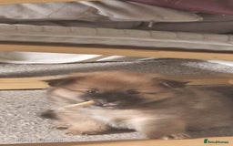 Pomeranian dogs for sale: Gorgeous Pomeranian puppies for sale - Image 4