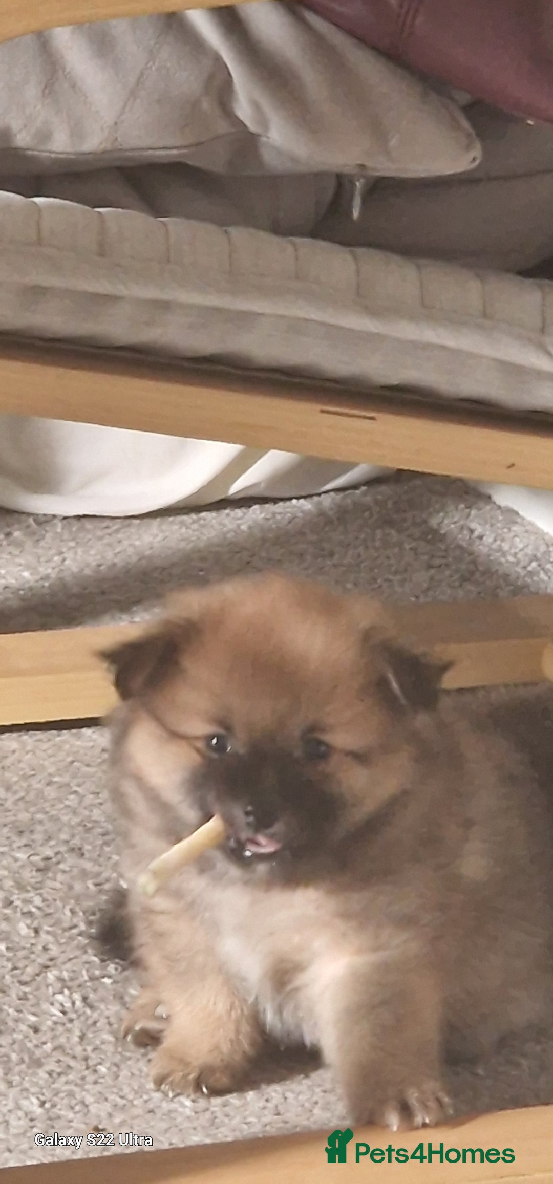 Pomeranian dogs for sale: Gorgeous Pomeranian puppies for sale - Image 4