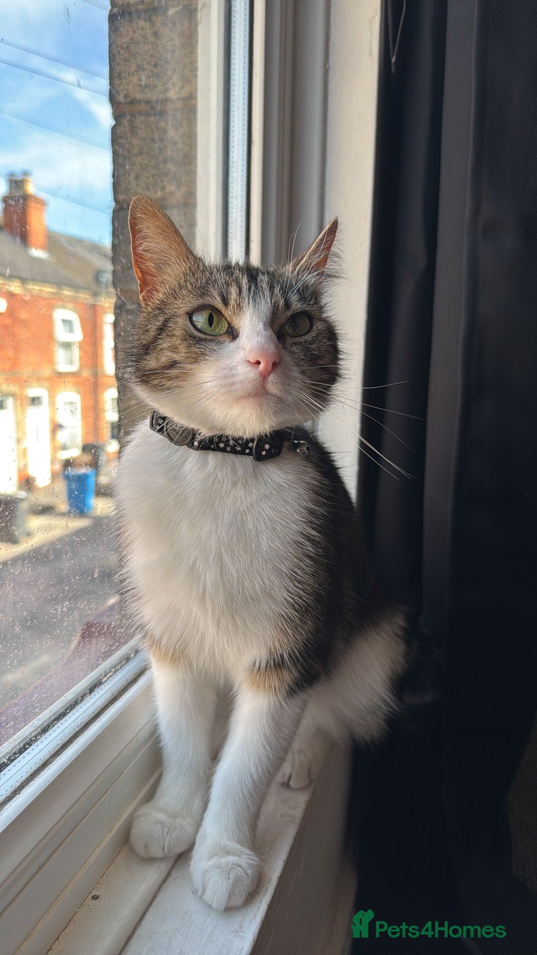 Domestic Shorthair cats for sale: 4 year old for adoption - Advert 3