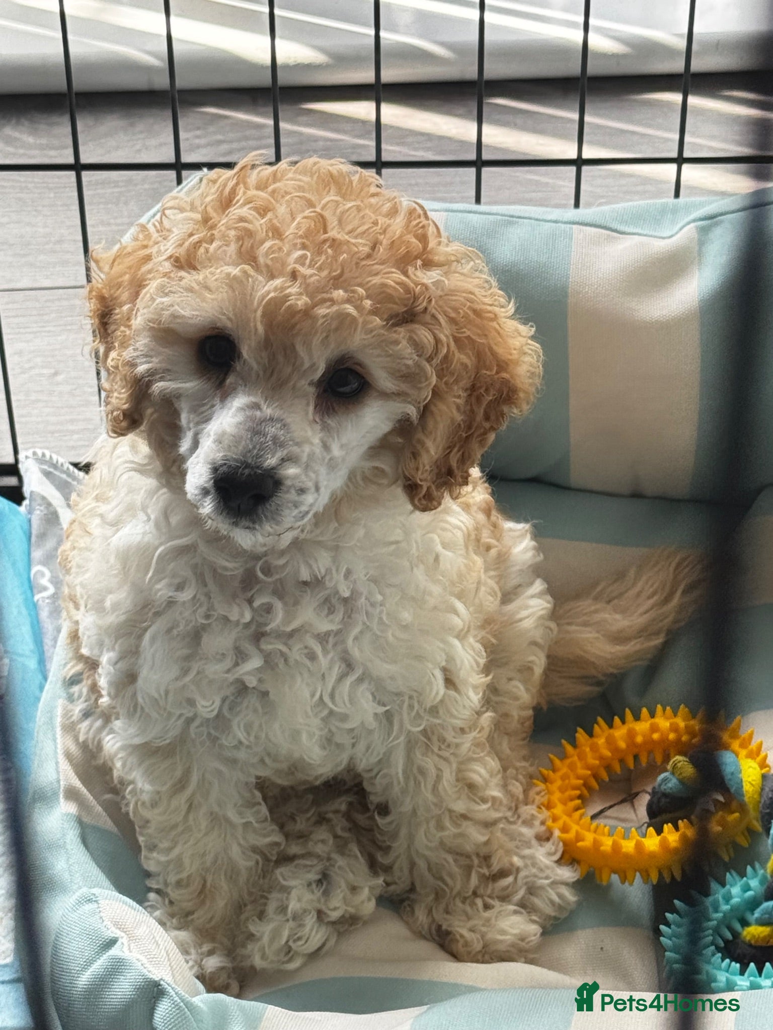 Toy Poodle dogs Lovely girl - Advert 5