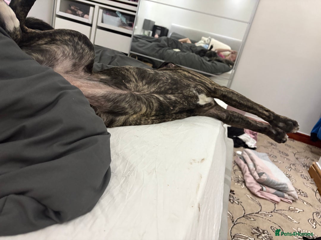 Mixed Breed dogs for sale: This is nova - Advert 13