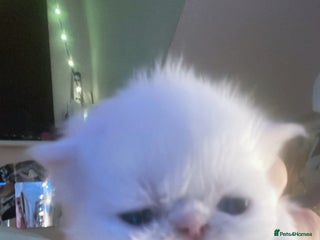Persian cats ♥️🍃 ꨁ EXOTIC PERSIAN DOLL FACE KITTENS FOR SALE - Advert 11