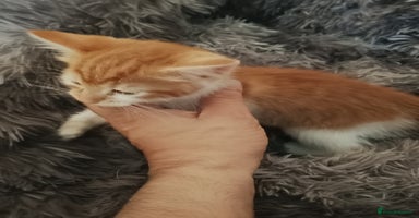 Mixed Breed cats - Advert 4