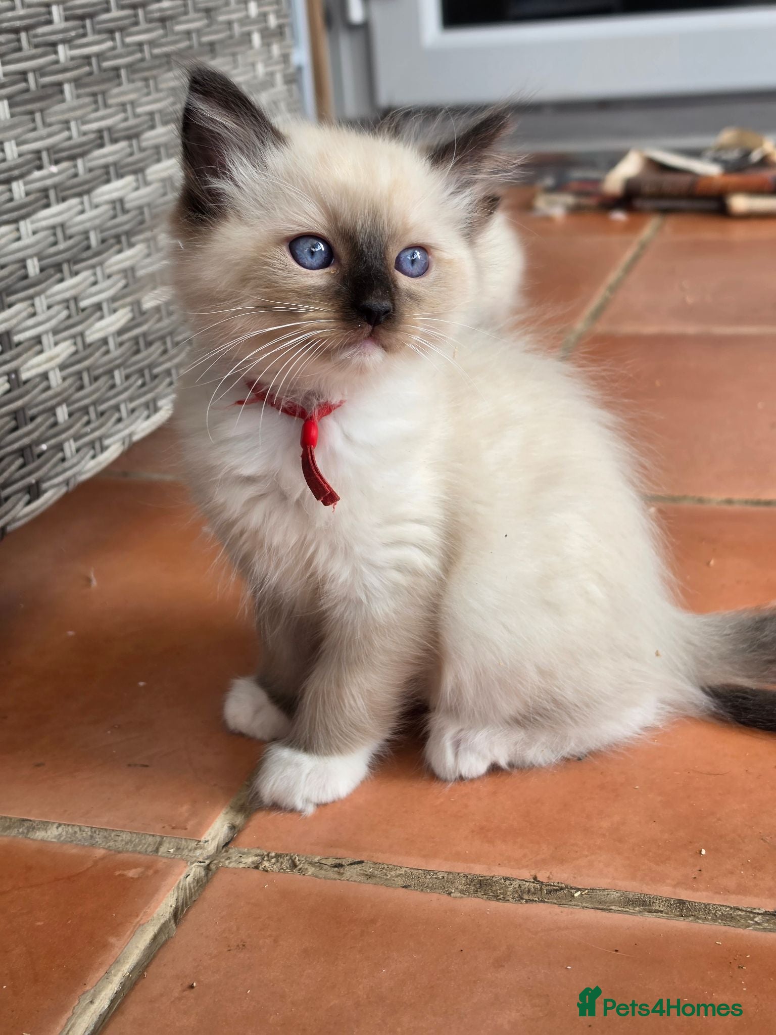 Ragdoll cats TICA/GCCF registered ragdoll kittens - Advert 2