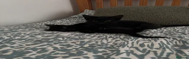 Mixed Breed Kitten 5