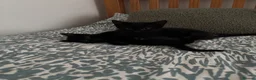 Mixed Breed cats for sale: Kittens  - Advert 5