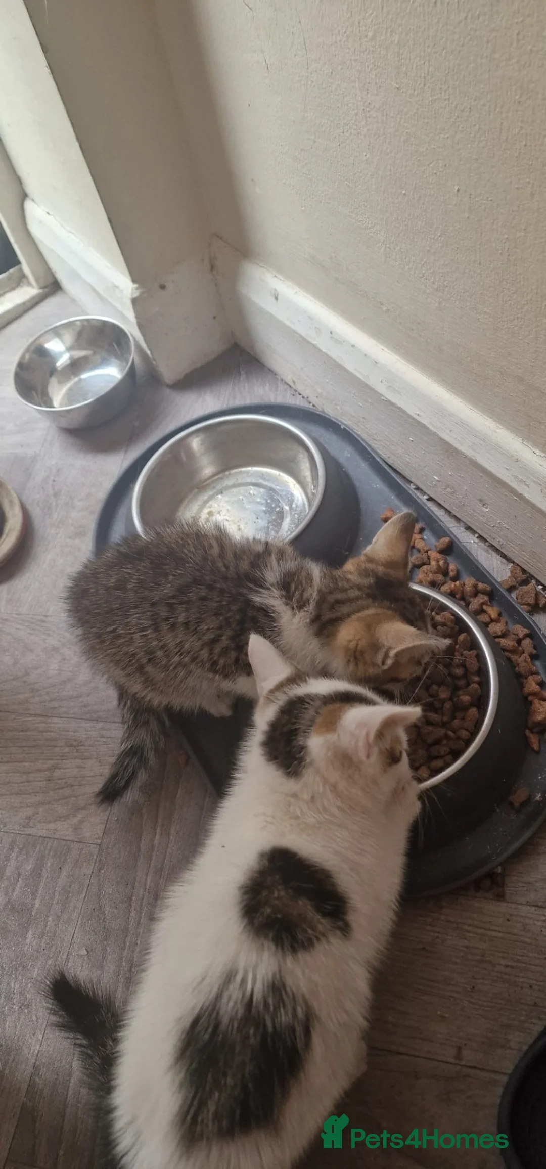 Domestic Shorthair cats for sale: Kittens £10 - Advert 8