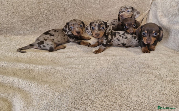 Dachshund dogs - Advert 1