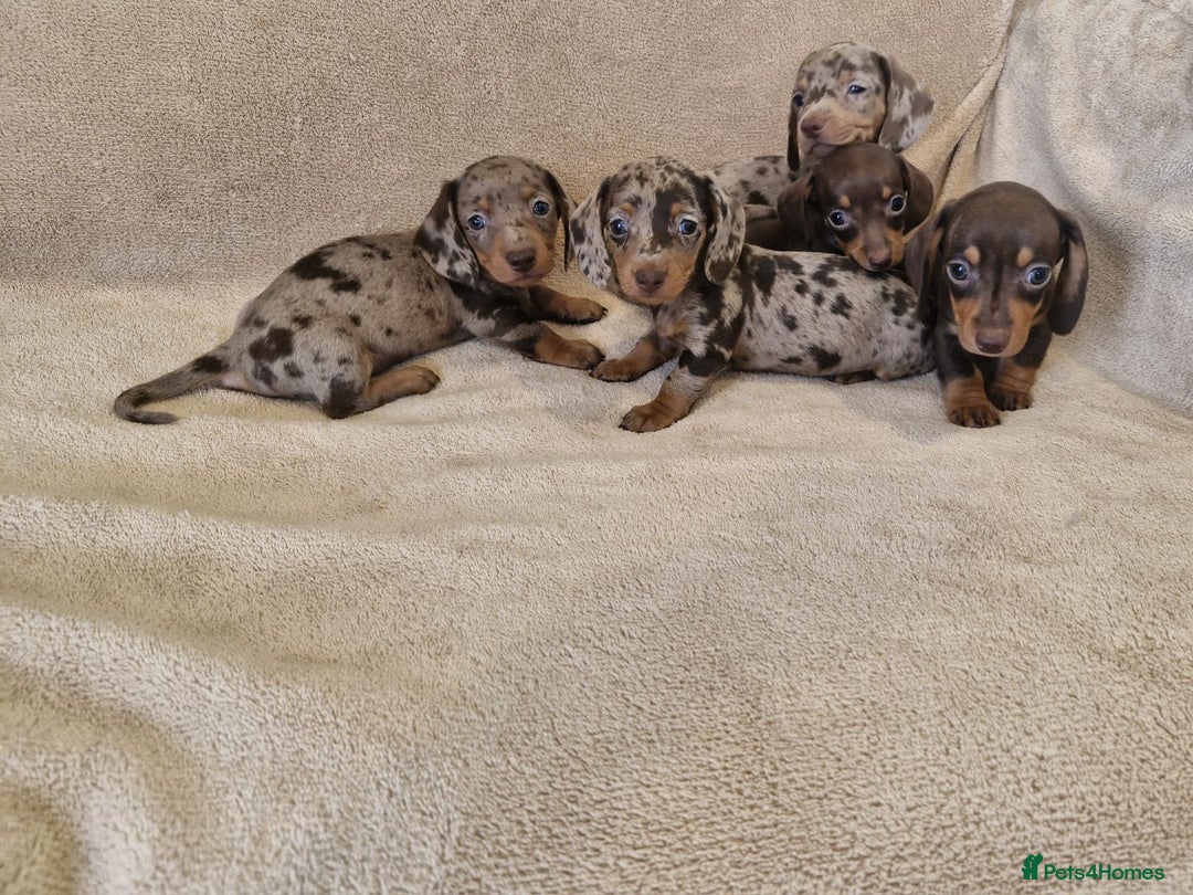 Dachshund dogs for sale: Adorable Dachshunds - Image 1