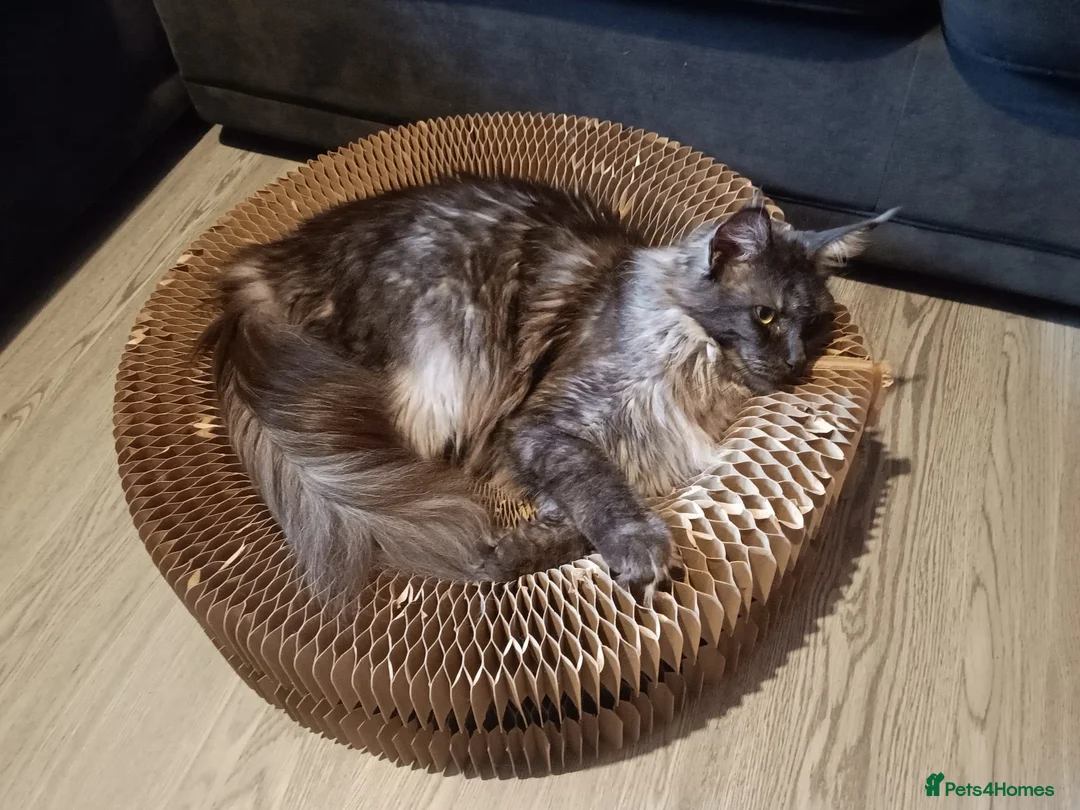 Maine Coon cats for sale: Pedigree Maine Coon kittens in Manchester - Advert 1