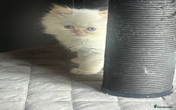 Persian cats for sale: Flame Colourpoint Persian Kittens in Staines - Image 15