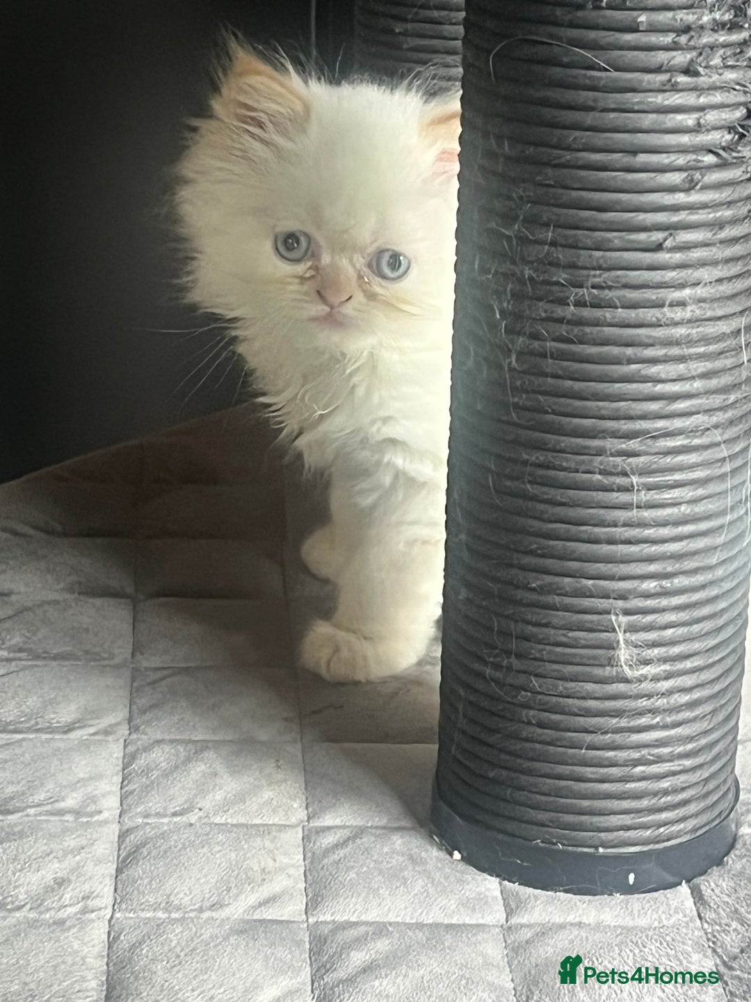 Persian cats for sale: Flame Colourpoint Persian Kittens in Staines - Image 15