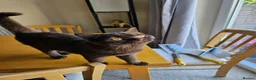 British Shorthair cats for sale: Active chocolate female  - Advert 7