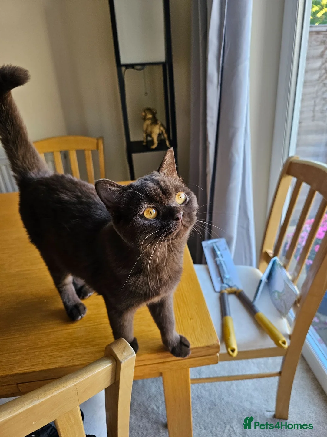 British Shorthair cats for sale: Active chocolate female  - Advert 7
