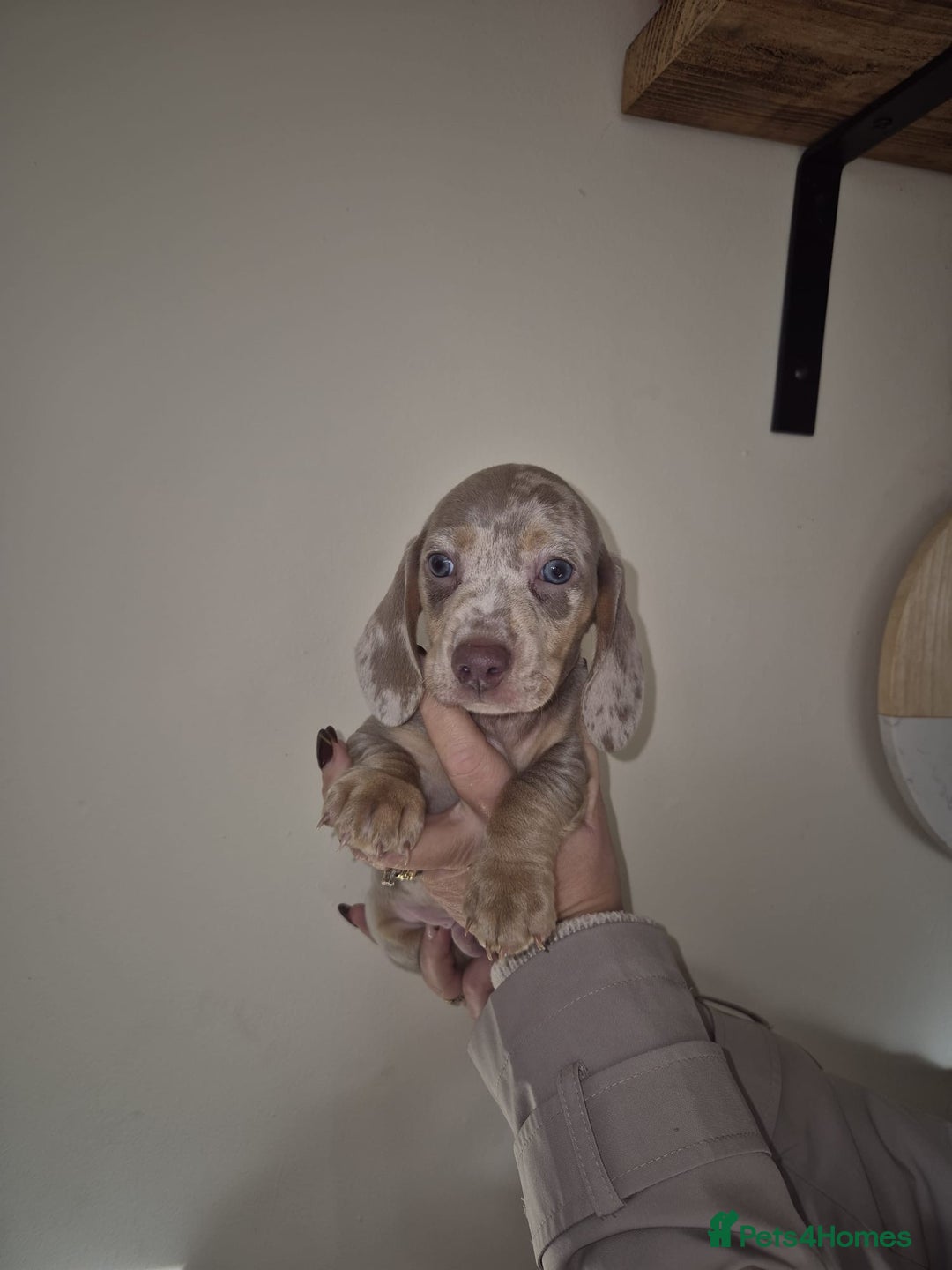 Dachshund dogs for sale: Miniature Dachshunds for sale  - Advert 10