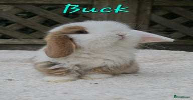 Mini Lop rabbits - Advert 1