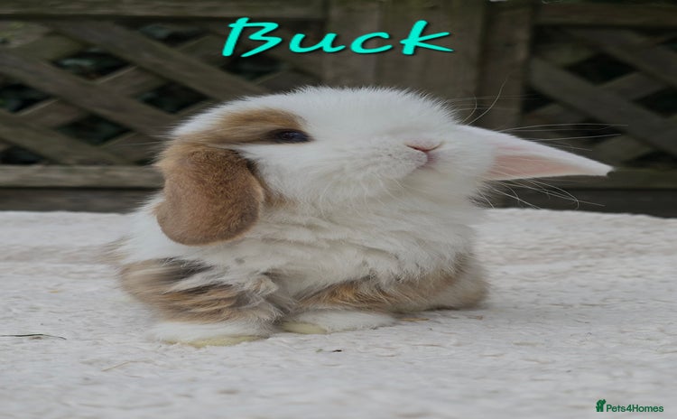 Mini Lop rabbits - Advert 7