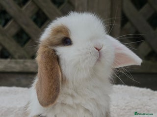 Mini Lop rabbits - Advert 23
