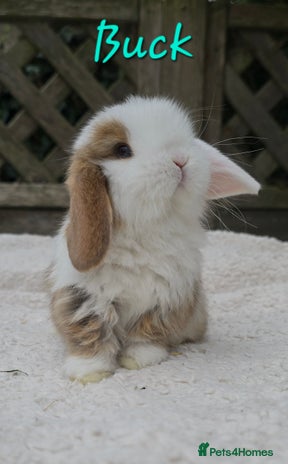Mini Lop rabbits - Advert 7