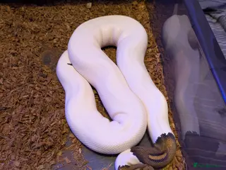 Python Snake reptiles Royal python collection for sale - Advert 4