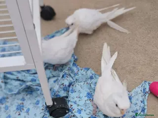 Cockatiels birds Cockatiels for sale - Advert 20