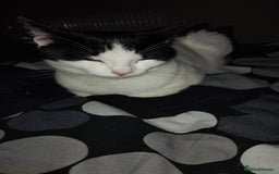 British Longhair cats for sale: Big boy - Image 1