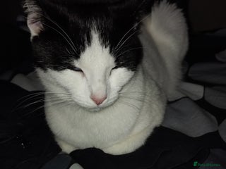 British Longhair cats - Advert 16