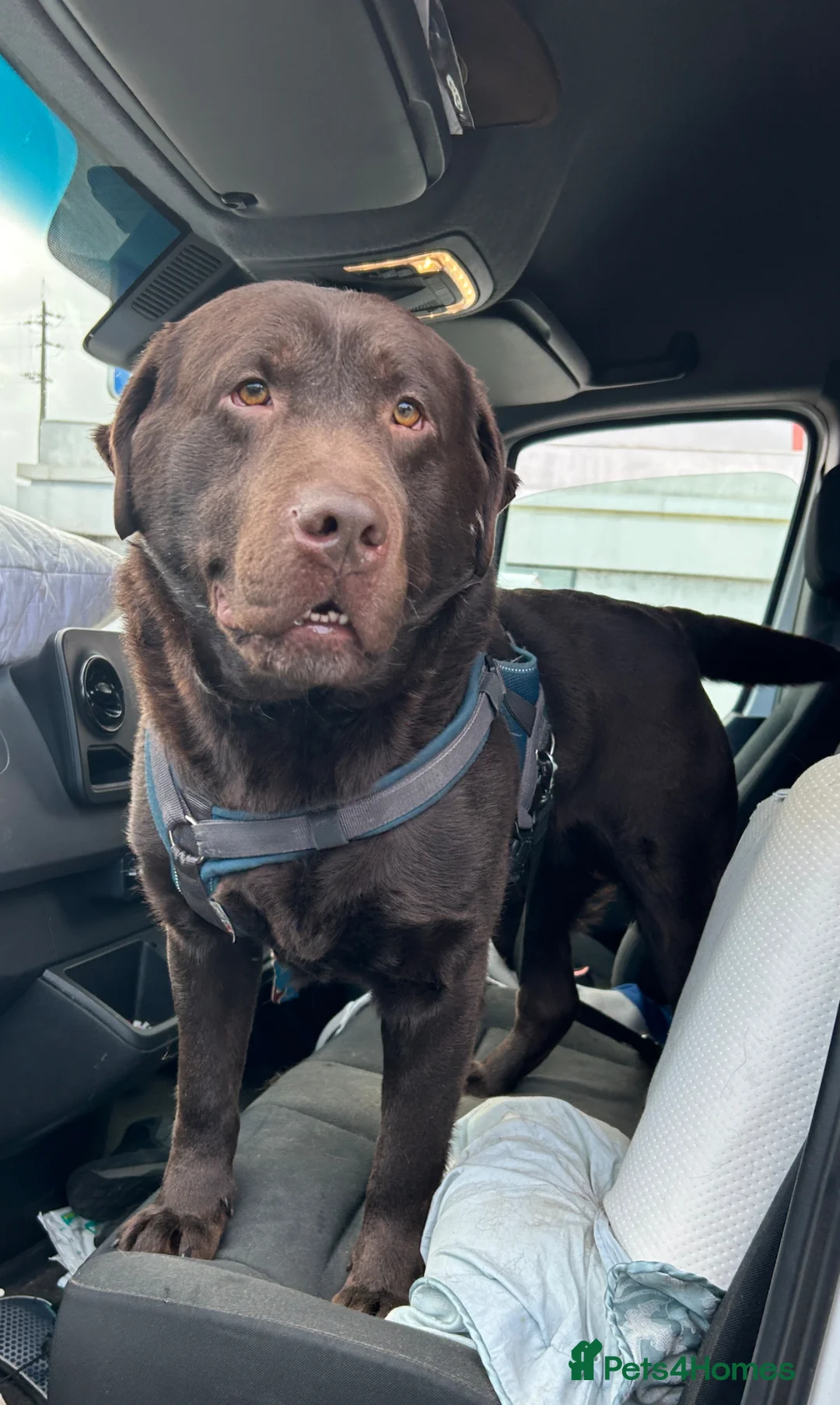 Labrador Retriever dogs for sale: Big Bear Looking to give Hugs - Advert 1