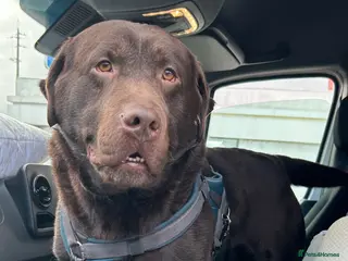 Labrador Retriever dogs Big Bear Looking to give Hugs - Advert 10