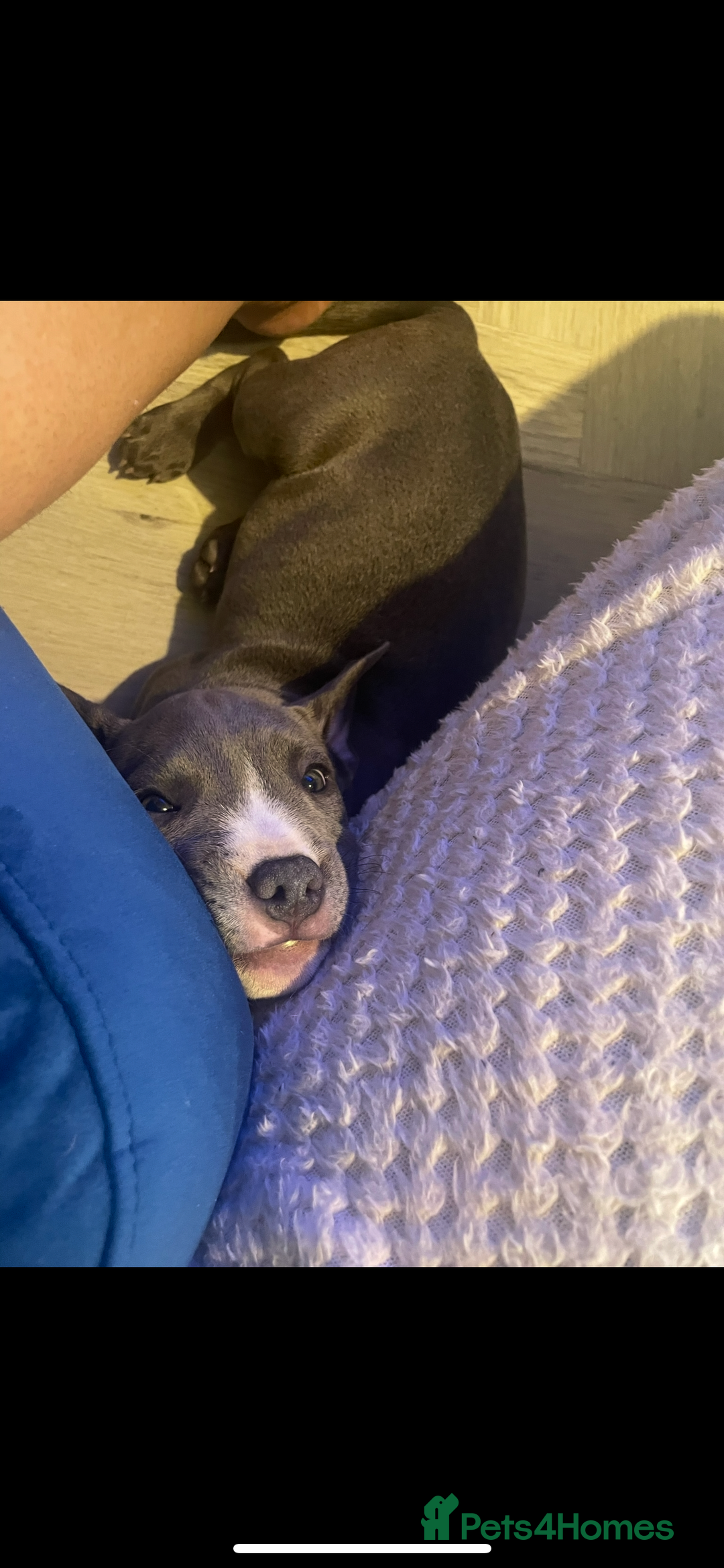 Staffordshire Bull Terrier dogs for sale: Blue staffie puppies   - Advert 6