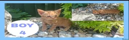Mixed Breed cats for sale: Stunning kittens for sale! - Advert 3